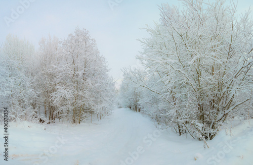 Wallpaper Mural Winter tree Torontodigital.ca