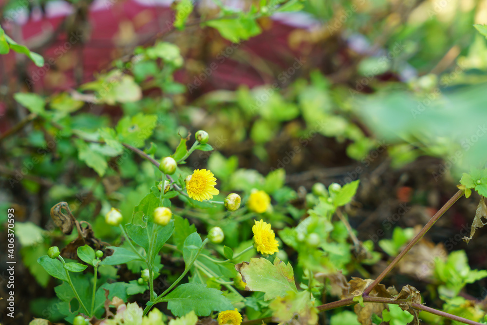 Yellow chrysanthemum flowers that grow in the garden
Yellow chrysanthemum flowers that grow in the garden