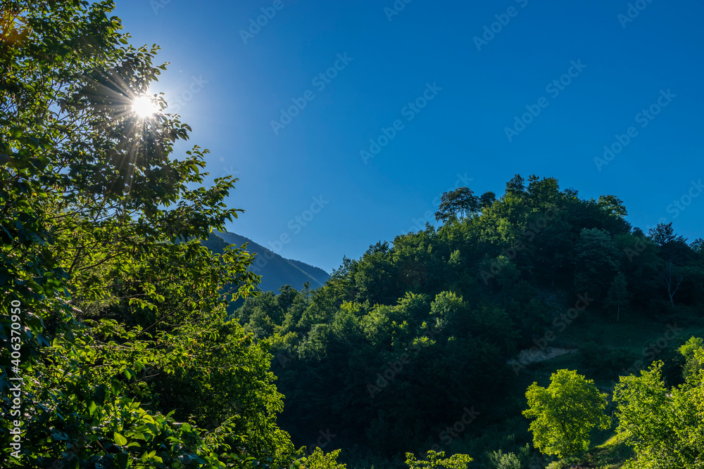 Obraz premium forest and sky