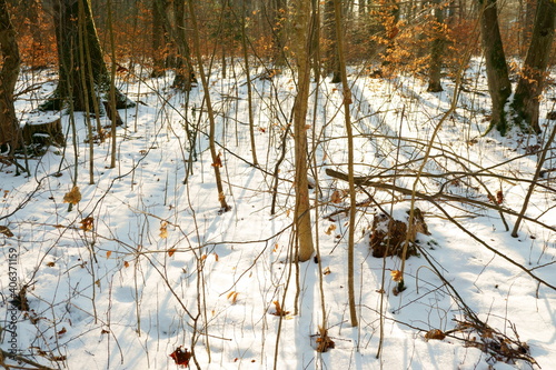 Landscape - winter forest with snow on sunny january day photo