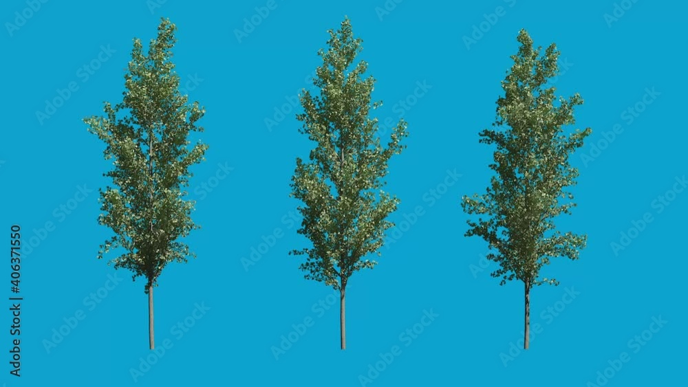 Realistic Tree From 3d Rendering With Blue Screen Background
