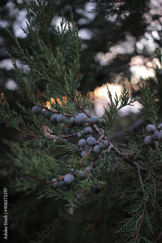 night in the forest
