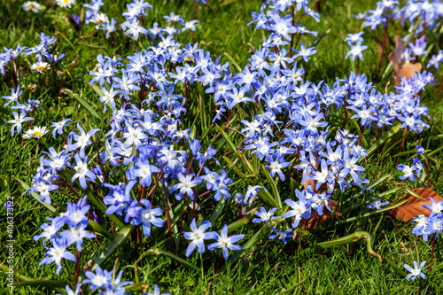 Chionodoxa siehei a spring flowering plant with a blue and white springtime flower commonly known  as Glory of the Snow, stock photo image photo