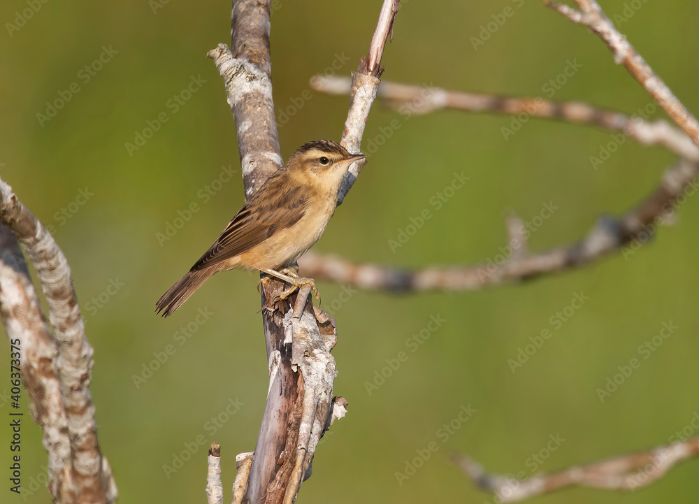 Fototapeta premium The sedge warbler (Acrocephalus schoenobaenus) is an Old World warbler in the genus Acrocephalus. It is a medium-sized warbler with a brown, streaked back and wings and a distinct pale supercilium.
