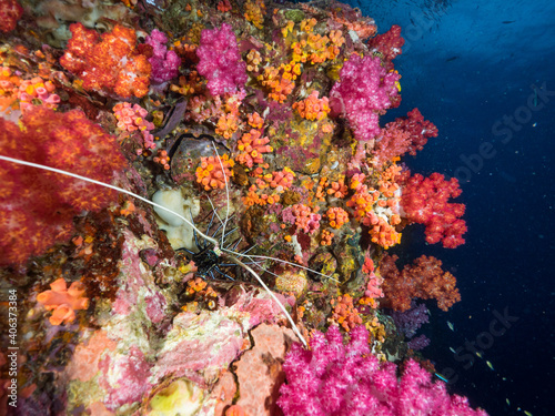 Painted spiny lobster between colorful corals (Mergui archipelago, Myanmar)