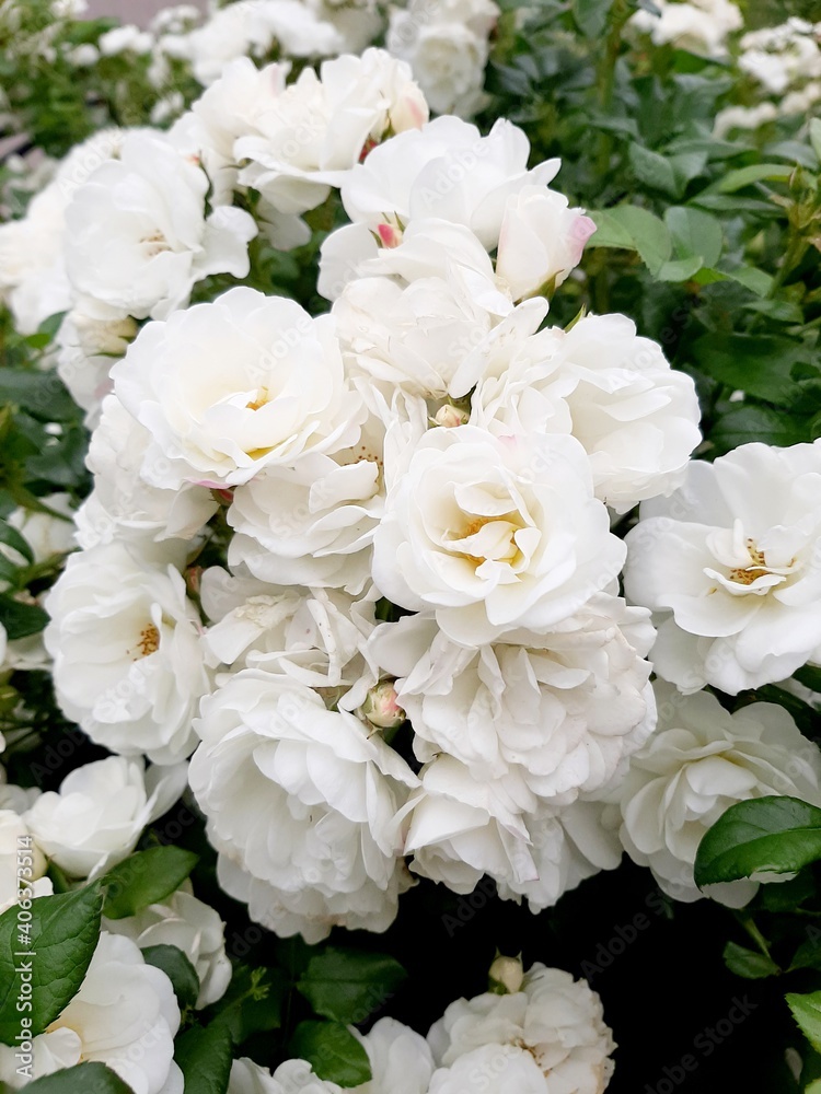 White rose White rose