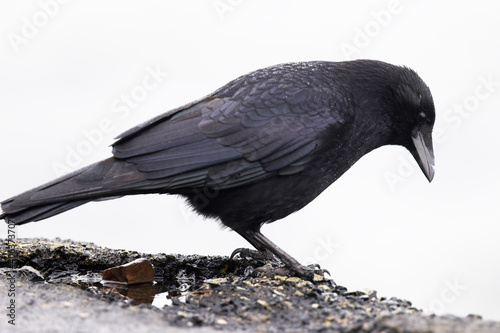 Carrion Crow (Corvus corone), adult, Newlyn, Cornwall, England, UK.