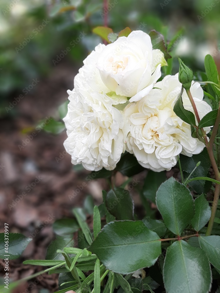 White rose White rose