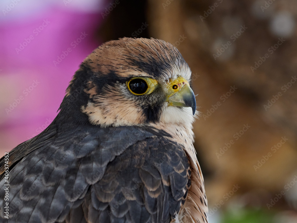 Portrait of Lanner falcon, Falco biarmicus, at the bird show, Xativa, Spain Portrait of Lanner falcon, Falco biarmicus, at the bird show, Xativa, Spain
