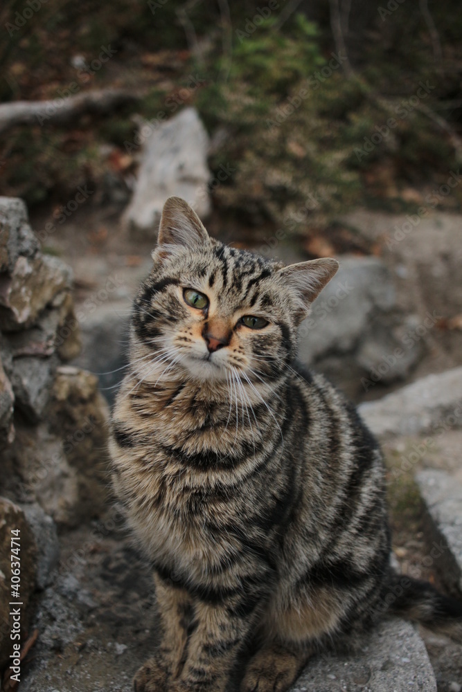 cat on the rocks