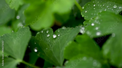 Raindrops on the grass close up. Raindrops fall on the trefoil. Raindrops trickle down the trefoil close-up