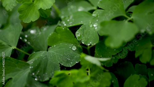 Raindrops on the grass close up. Raindrops fall on the trefoil. Raindrops trickle down the trefoil close-up