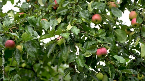 Raindrops on apples on a branch