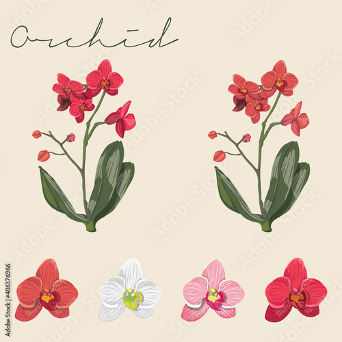 Fototapeta Naklejka Na Ścianę i Meble -  Set of Different coloured Orchids, Flower heads, stem and leaf Realistic Botanical Colourful vector illustrations