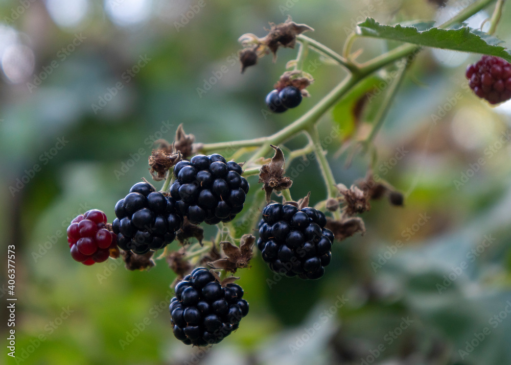 Blackberries on a branch in an organic garden. Close-up of a berry. Blackberries on a branch in an organic garden. Close-up of a berry.