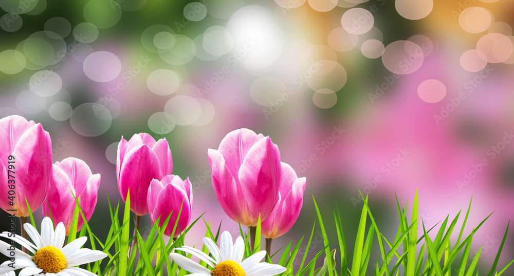 primavera con tulipani