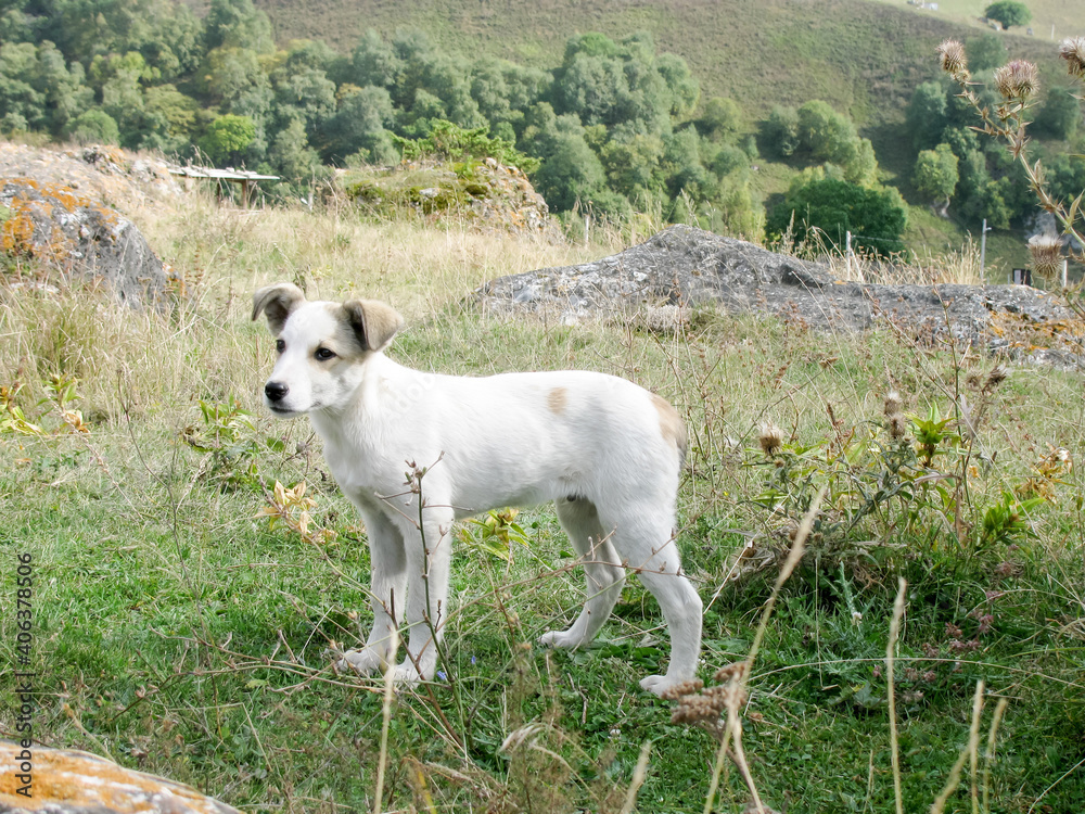 The white dog in the mountains stands and looks with hope. Puppy. The white dog in the mountains stands and looks with hope. Puppy.