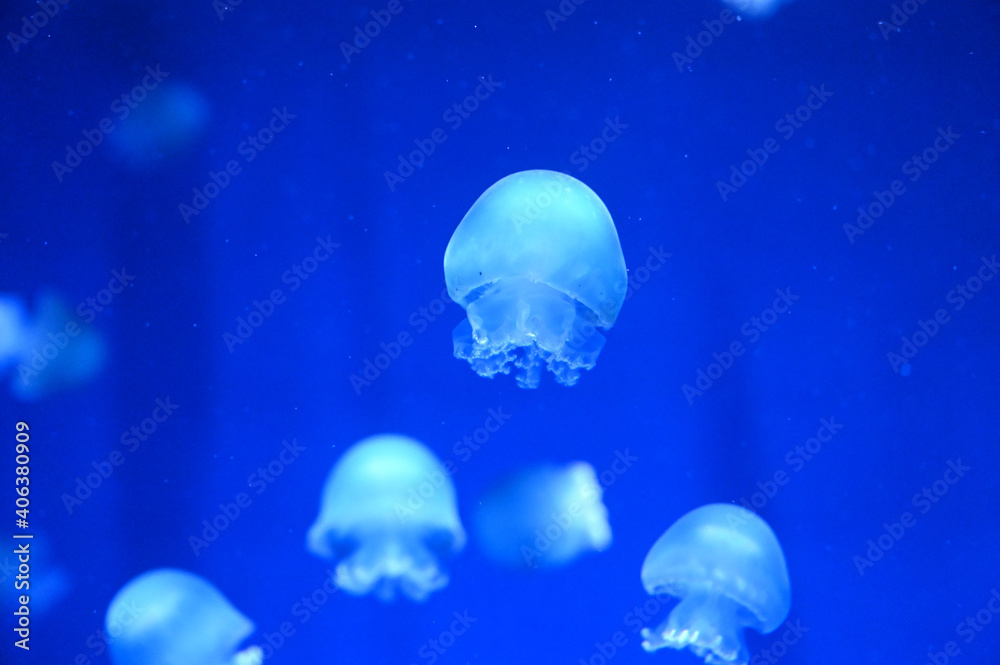 小さな体で懸命に水中を泳ぐ可愛いクラゲ キャノンボールジェリー Stock Photo Adobe Stock