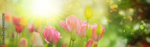 Tulpen mit vielen Farbtönen in hellem Sonnenlicht, Banner