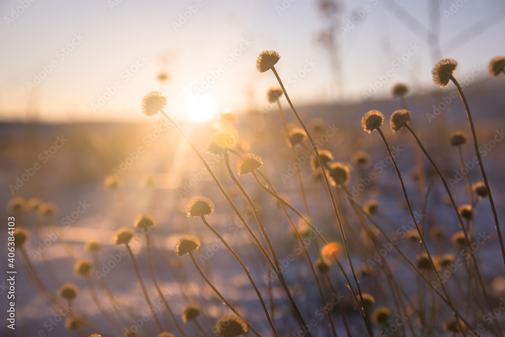 Obraz premium Wild plants at sunset