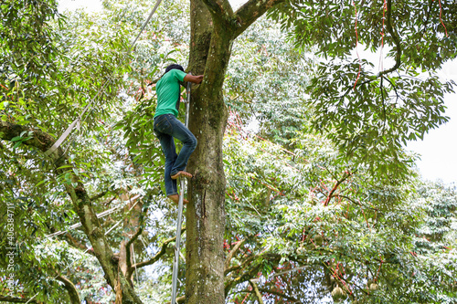 Worker is climbing on durian tree for harvest durian fruits with lush green durain garden background. Concept for agriculture and tropical friuts.