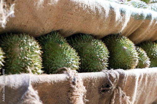 Pile of durians after harvest are arranged on rear of pick-up truck before transport. Shallow depth of field. Concept for agriculture , tropical fruits and transportation.