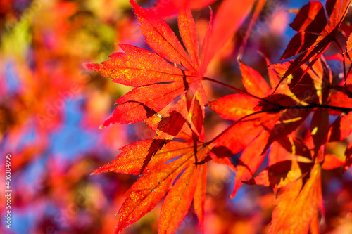 日本の秋の風景 美しい紅葉 もみじ