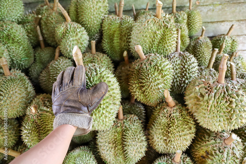 Asian hand wearing glove holding durian after harvesting with pile of durians background. Concept for agriculture and tropical fruits. 