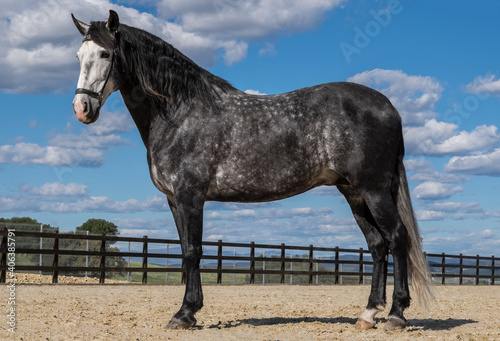 Spanish stallion used for breeding