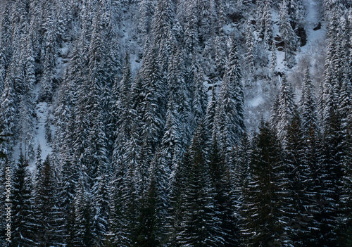 winter snowy pine forest, in the mountains