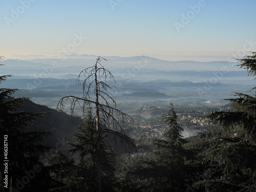 tree landscape