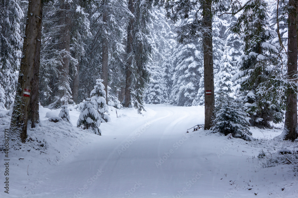 Snowy spruce forest with fresh tire tracks in Filzmoos (Salzburg county, Austria)
