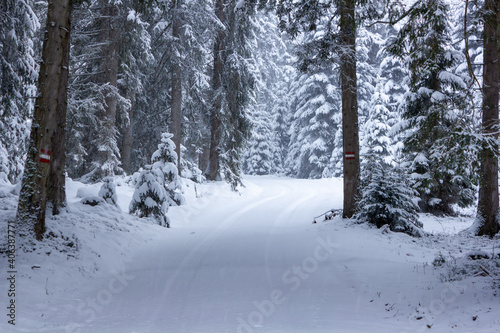 Snowy spruce forest with fresh tire tracks in Filzmoos (Salzburg county, Austria) © Sander V.w.