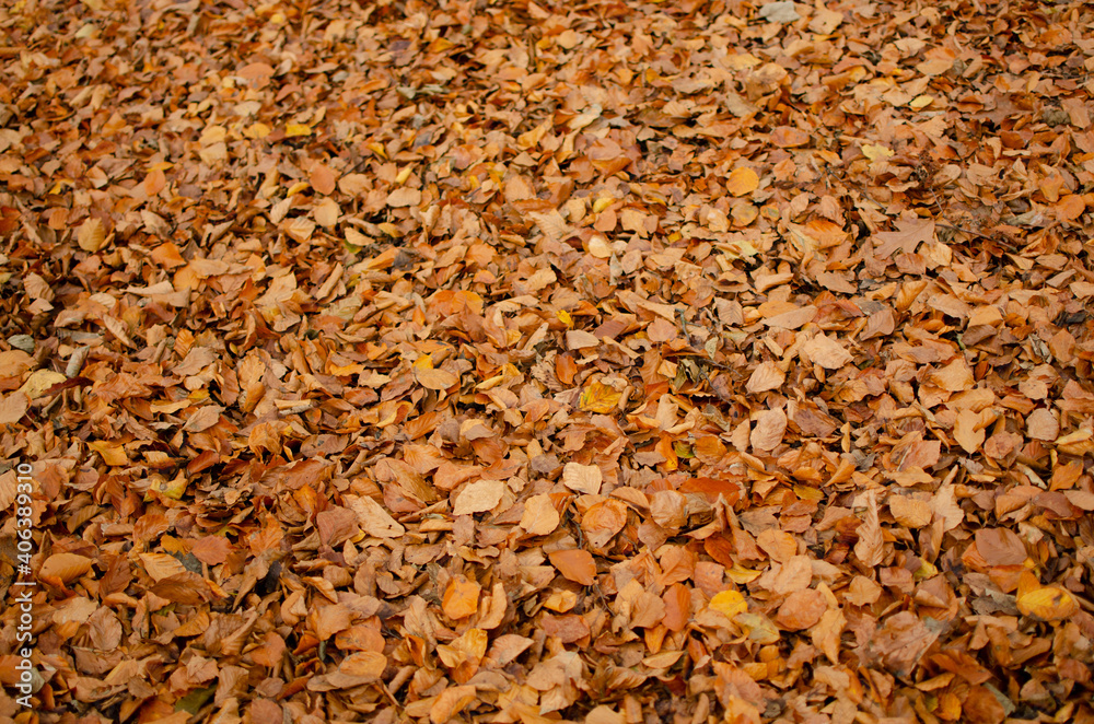 Ground of leaves in autumn colors Ground of leaves in autumn colors