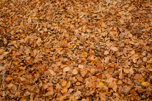 Ground of leaves in autumn colors