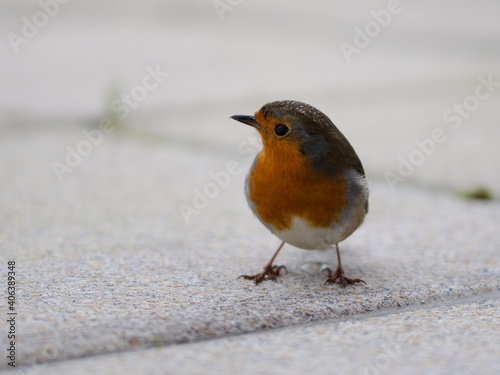 Little bird posing for a photograph
