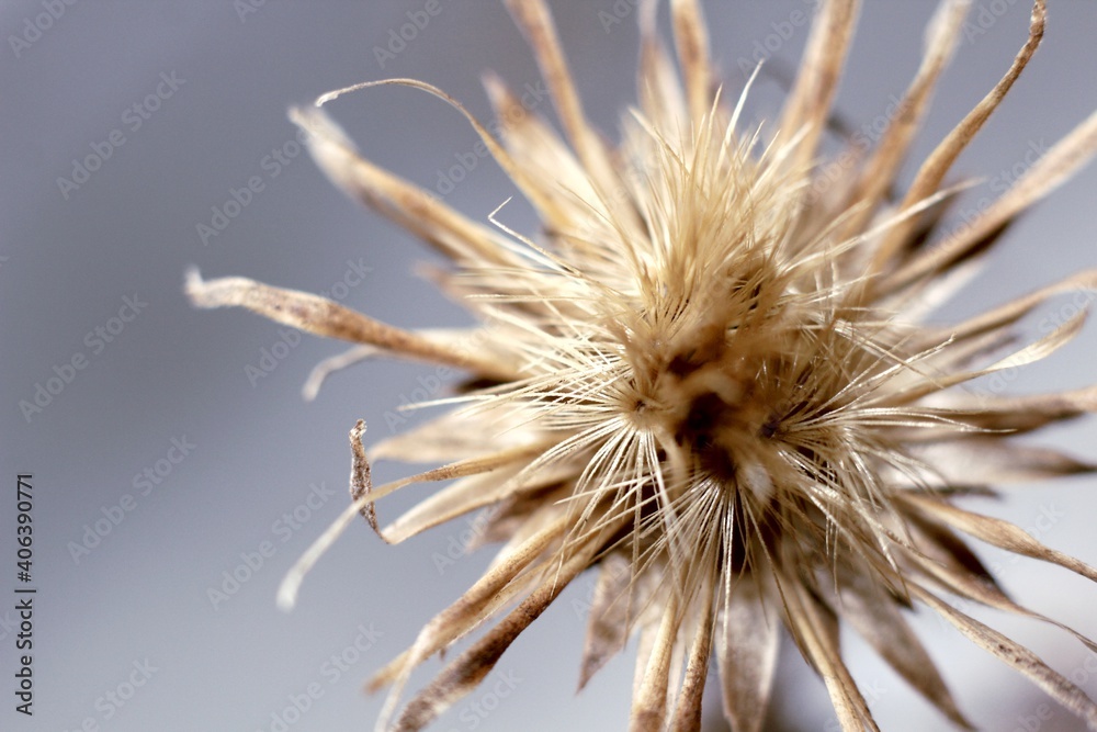 a small dried flower on a blue background a small dried flower on a blue background