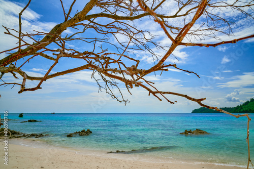 Fototapeta Naklejka Na Ścianę i Meble -  Branch tree on beach in koh khai islands seascape with clear water ocean and blue sky for travel