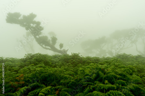Tress in the mist at Fanal Madeira Island