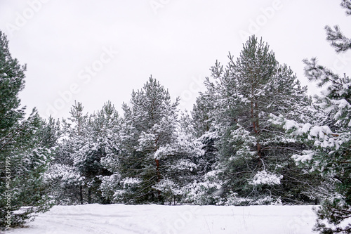 Las w zimę © Aruru