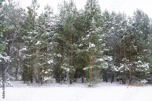 Las w zimę