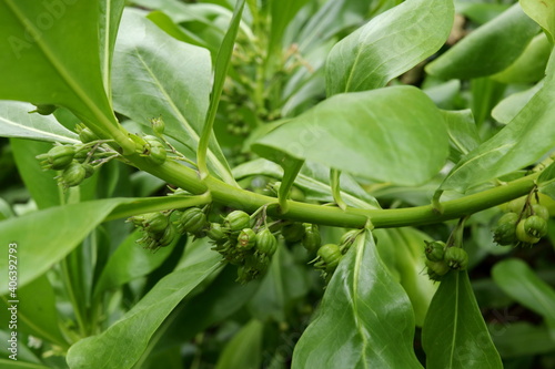 Young fruits of Beach Naupaka or Scaevola taccada and green leaves on branch, Thailand. Another name is Half flower, Beach cabbage, Sea lettuce. photo