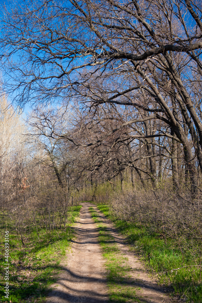 Forest landscape in early spring - a path in a copse with trees with bare branches and green grass Forest landscape in early spring - a path in a copse with trees with bare branches and green grass