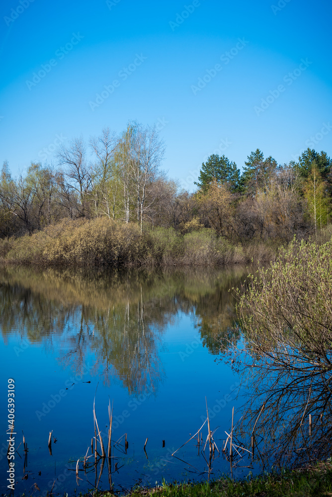 Fototapeta premium Forest landscape in early spring - Forest lake with blue water with trees and bushes with young leaves around
