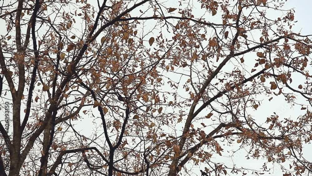 Tree with the last Yellow Leaves swaying in the wind in the park. Concept Autumn, september, october, november, melancholy, cold Weather, wind Tree with the last Yellow Leaves swaying in the wind in the park. Concept Autumn, september, october, november, melancholy, cold Weather, wind