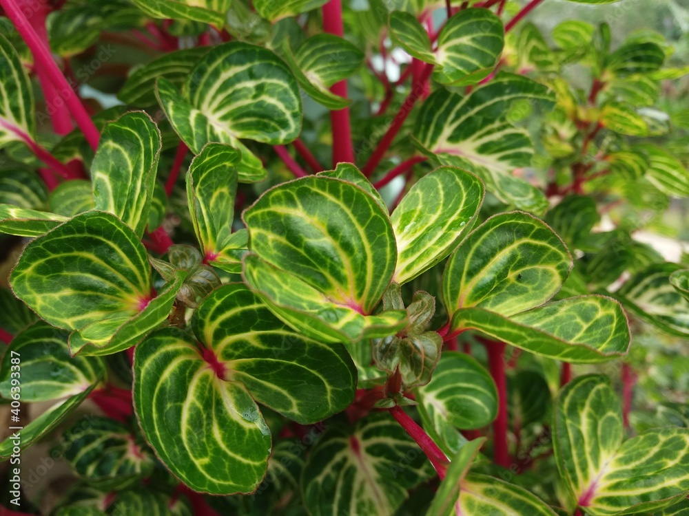 Naklejka premium close up of a flower