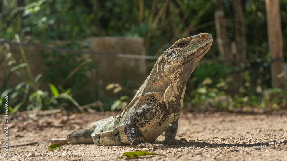 Iguana in the wild among the greenery. Iguana in the wild among the greenery.