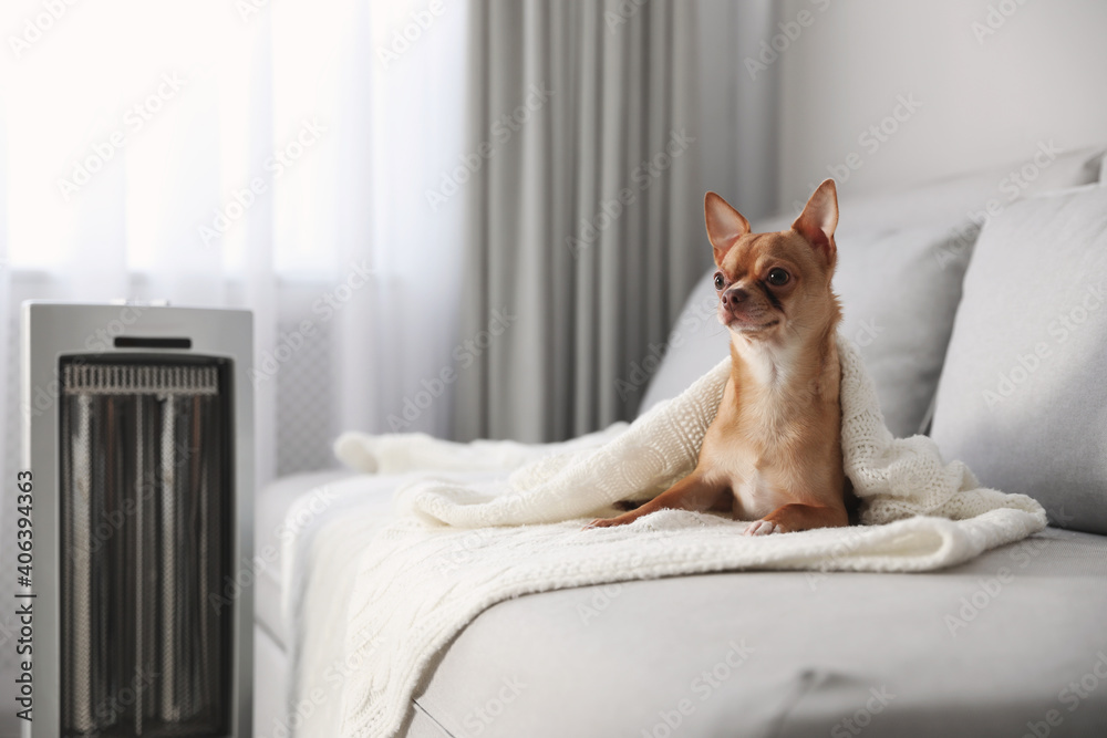 Chihuahua dog lying on grey sofa near electric heater in living room