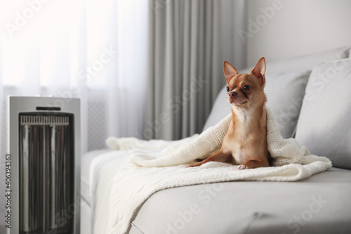 Chihuahua dog lying on grey sofa near electric heater in living room