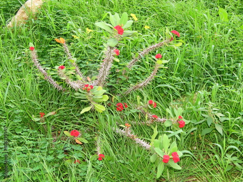 Beautiful red flowers on twigs with thorns Euphorbia milii or Corona de Cristo close-up in green grass in January 2021 in Haifa, Israel. Close-up of nature.